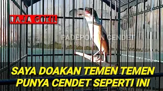 tembakan full cendet raja gokil nembak tengkek buto kunti dan greja petir