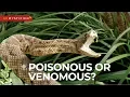 DEMYSTIFIED What s the difference between venomous and poisonous Encyclopaedia Britannica