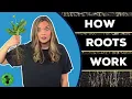 What are Plant Roots How do they Work
