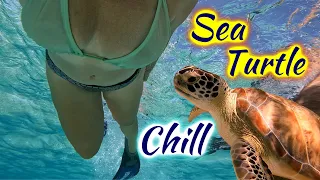 SDA142 Sea Turtle Chill