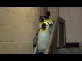 King Penguins Leaving Exhibit - Cincinnati Zoo