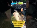 Download Lagu Ikan patin super jumbo sampai kuwalahan menangkapnya #gusrinachannel  #patin