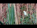Download Lagu A marsh warbler (Acrocephalus palustris) imitating other birds
