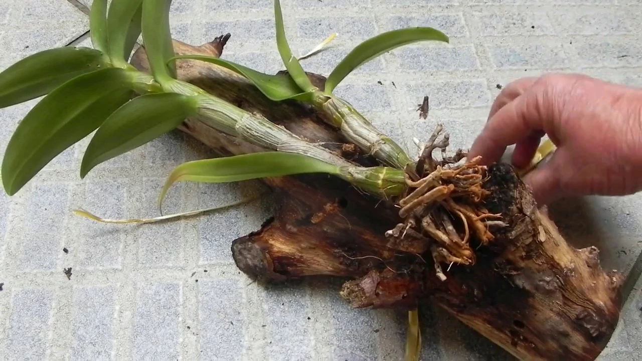 DICAS DONA MARIA REPLANTANDO A ORQUIDEA DENPHAL DA MINHA AMIGA