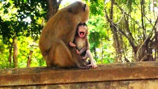 Falls Asleep Of Adorable Tiniest Baby Monkey