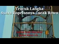 Download Lagu Trucuk langka ropelannya cucak rowo