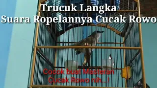 trucuk langka ropelannya cucak rowo