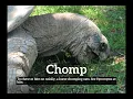 What is Chomp How to Say Chomp in English How Does Chomp Look