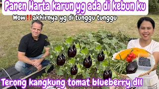 PANEN TERONG KANGKUNG TOMAT DLL || ALHAMDULILLAH AKHIRNYA BISA MAKAN TERONG HASIL KEBUN