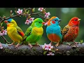 Download Lagu Discover the World’s Most Vibrant Birds Ever Caught on Camera with Stunning Bird Sounds