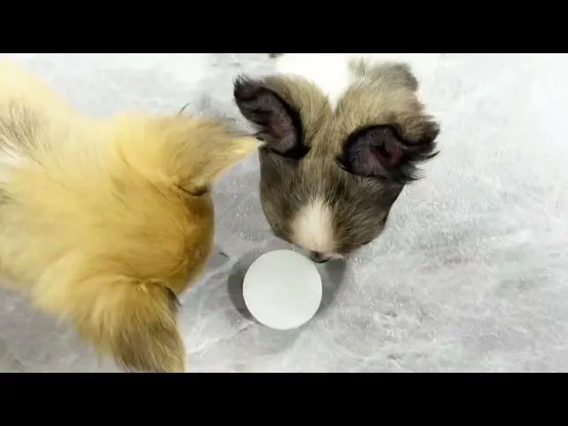 動画