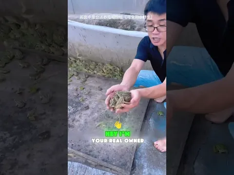 🐸👨‍🌾 I am a qualified frog farmer#funny