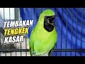 Lagu NGOTOT BONGKAR TENGKEK BUTO | CUCAK IJO TEMBAKAN KASAR