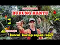 Download Lagu Di Hujani Burcil Mikat Burung Pake Burung Hantu