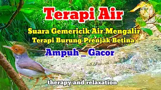 terapi air terapi burung prenjak macet bunyi paling ampuh dengan pancing suara prenjak betina