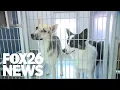 Two Dollar Tuesday Fresno s furriest deal of the week hits Fresno Animal Center
