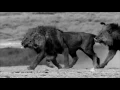 Glass Animals - Toes (Official Music Video)