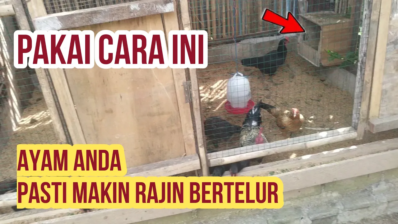 Ternak Ayam Kampung Pemula Semi Intensif [CARA & PANDUAN] Lengkap