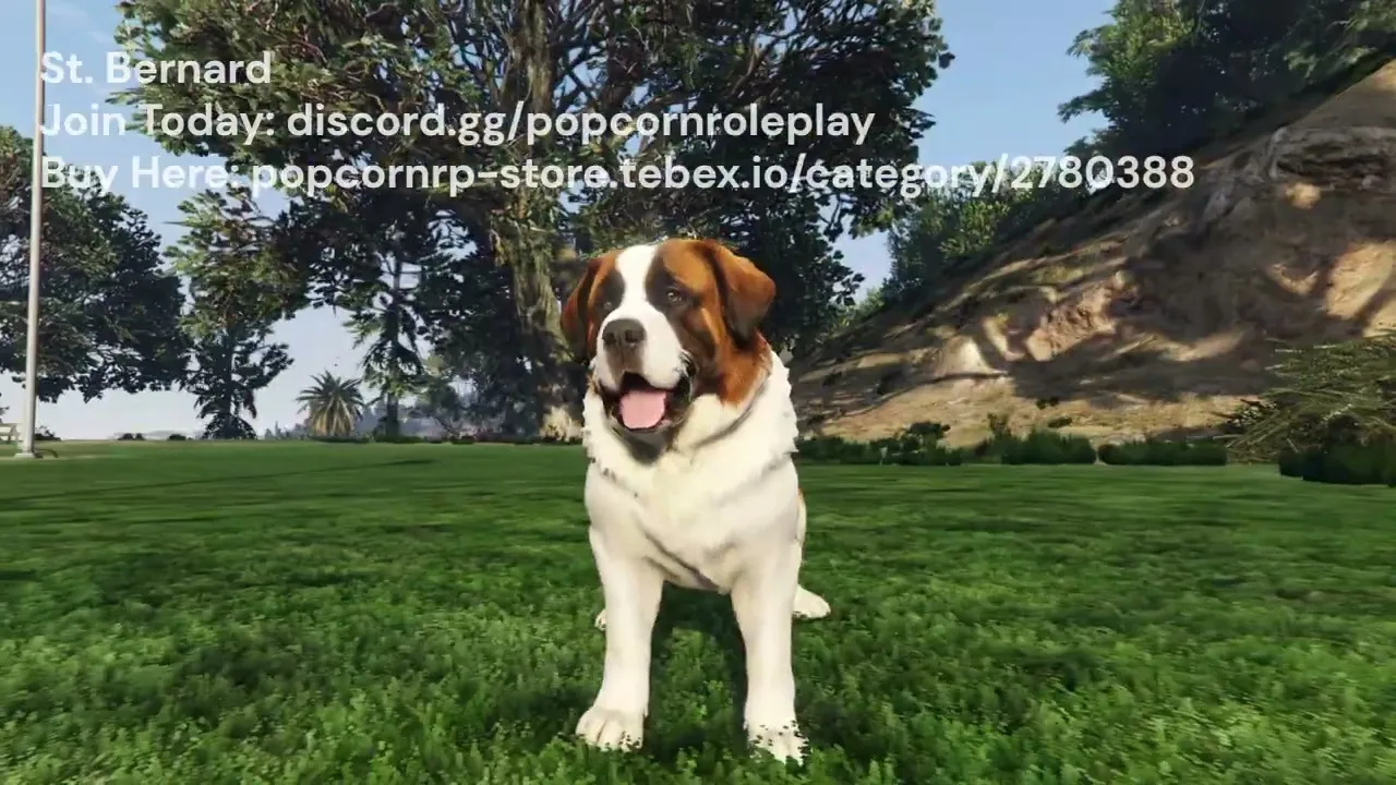 St. Bernard