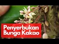Download Lagu Bagaimana Proses Penyerbukan Bunga Kakao.?