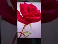 Download Lagu #halki halki barsaat aagye #barish song #love #beauty 😍#cute #shorts #treanding #rose 🌹#aaja #mahi