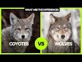 Coyotes vs Wolves 5 Key Differences Most People Don t Know