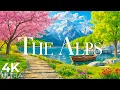 Download Lagu The Alps in Full Bloom 4K 🌿 A Stunning Springtime Journey Through Nature’s Beauty