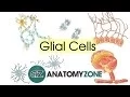 Glial Cells - Neuroanatomy Basics