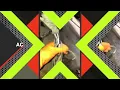 D13 ACM Fault