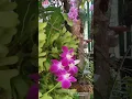 Download Lagu Anggrek Mekar Bersamaan | Orchid will be devotedly cared for with heart #shorts