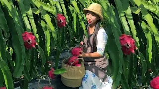 Enjoy beautiful nature with rural life 413# MP Fresh #fruit #countrylife #farming #freshvegetables