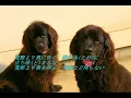 中島みゆき　/　荒野より(COVER)