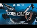 Download Lagu Echo's uit de diepte: Strijd om haaien te beschermen // Zimy Da Kid X Insta360