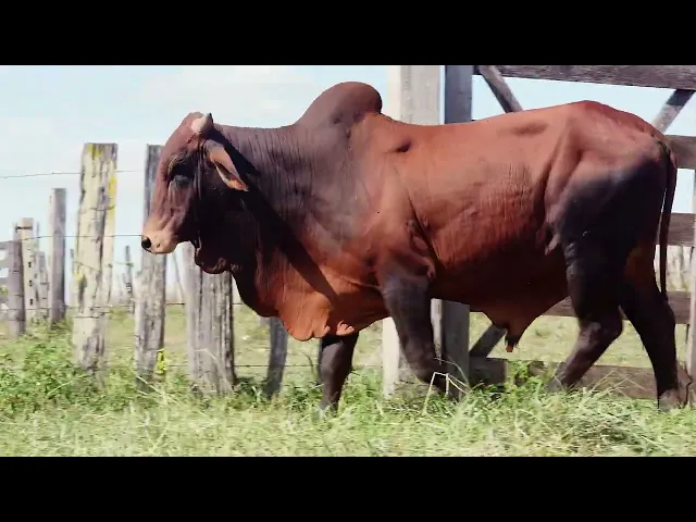 Touro Sindi RAJT - - - 2563