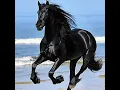 Sergio Reis cavalo preto
