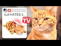 Download Lagu Trying Every 'As Seen On TV' Cat Product