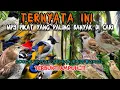 Download Lagu suara pikat burcil ribut paling ampuh trucukan ribut 100% joss