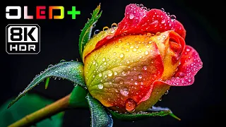 BEST OLED DEMO - Magnificent Flower Blooming in 8K HDR | Dolby Vision™