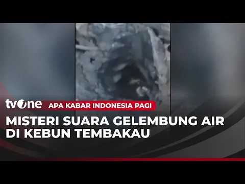 Fenomena Langka di Sampang, Suara Gelembung Air di Kebun Tembakau