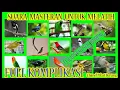 Download Lagu KOMPILASI MASTERAN GACOR COCOK UNTUK MELATIH BEBAGAI JENIS BURUNG  DURASI 4 JAM TERBARU 2017