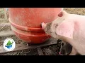 Training Pigs to Nipple Waterer