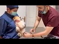 When the vet becomes a sworn enemy of your dog - Funniest Dog Reaction