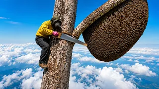 A Perilous Wild Honey Hunt Harvesting a Giant Wild Honeycomb from a Towering Ancient Tree