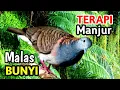 Lagu “Masteran Perkutut Pemula: Cara Ampuh Biar Burung Mau Bunyi