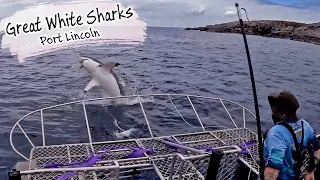 E101 – Cage Diving With GREAT WHITE SHARKS! (Port Lincoln)