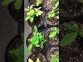 Erythroxylum coca Nov E coca