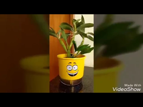 ORQUÍDEA NO VASO AUTOIRRIGÁVEL TESTANDO