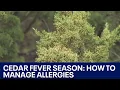 Cedar fever season How to manage allergies FOX 7 Austin