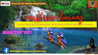 masteran burung cengkakak tengkek udang plus suara terapi air mengalir 