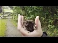 Ever wonder what sound a Mole makes